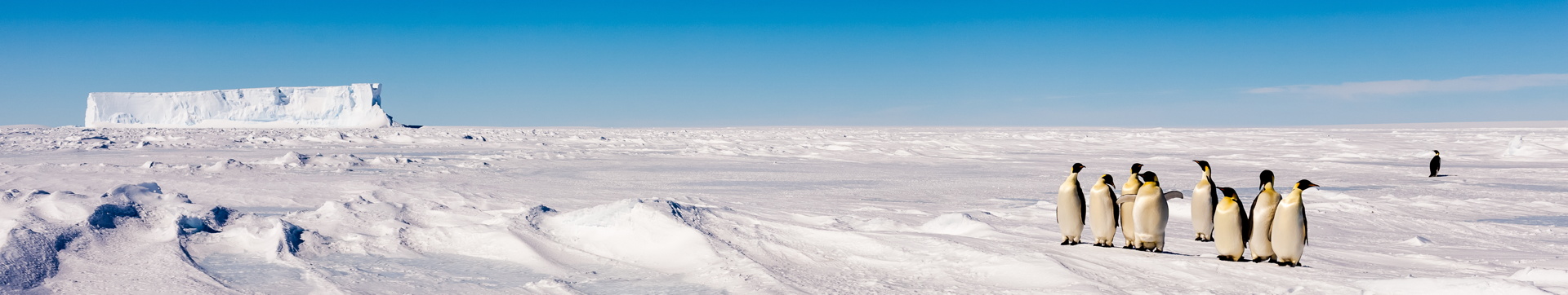 A group of Emperor penguins in Antarctica