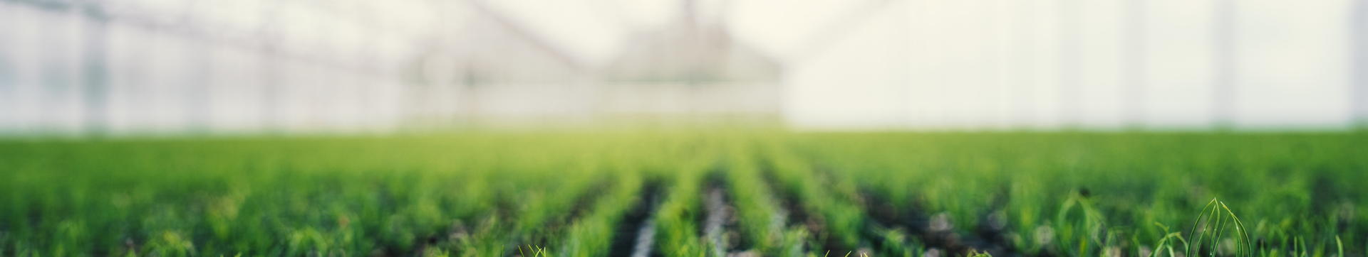 Rows of coniferous tree seedlings in a greenhouse